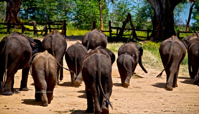 Udawalawe National Park