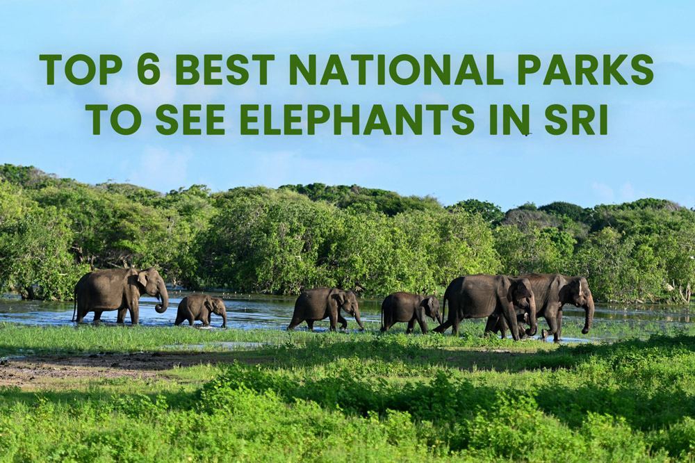 Top 6 National Park to See Elephants in Sri Lanka