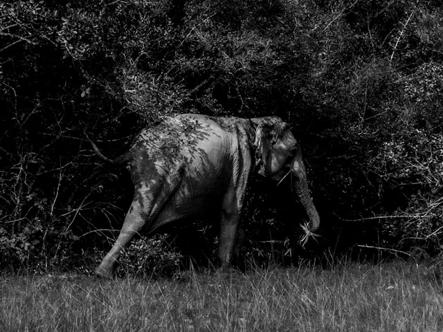 Wilpattu National Park