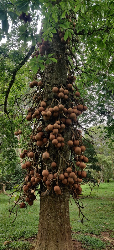 Cannonball Tree, Kandy