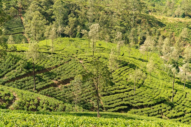 Nuwara Eliya tea state