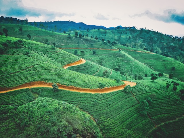 Top 10 Places to Visit in Nuwara Eliya