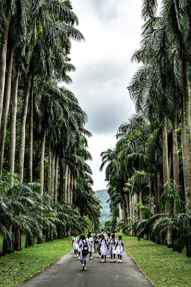 Peradeniya Botanical Gardens Kandy, Sri Lanka