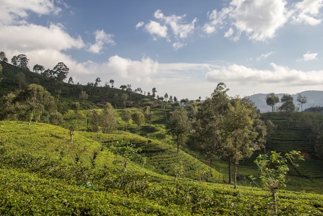 Kandy to Ella Iconic Train Ride