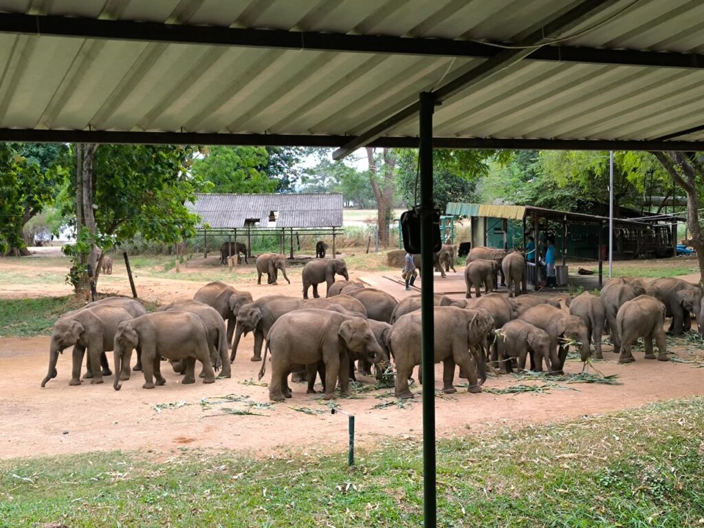 Udawalawe Safari