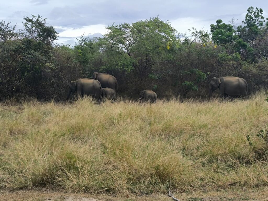 Udawalawe Safari