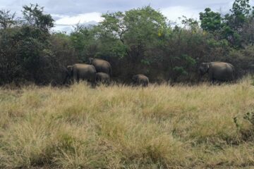 Udawalawe Safari