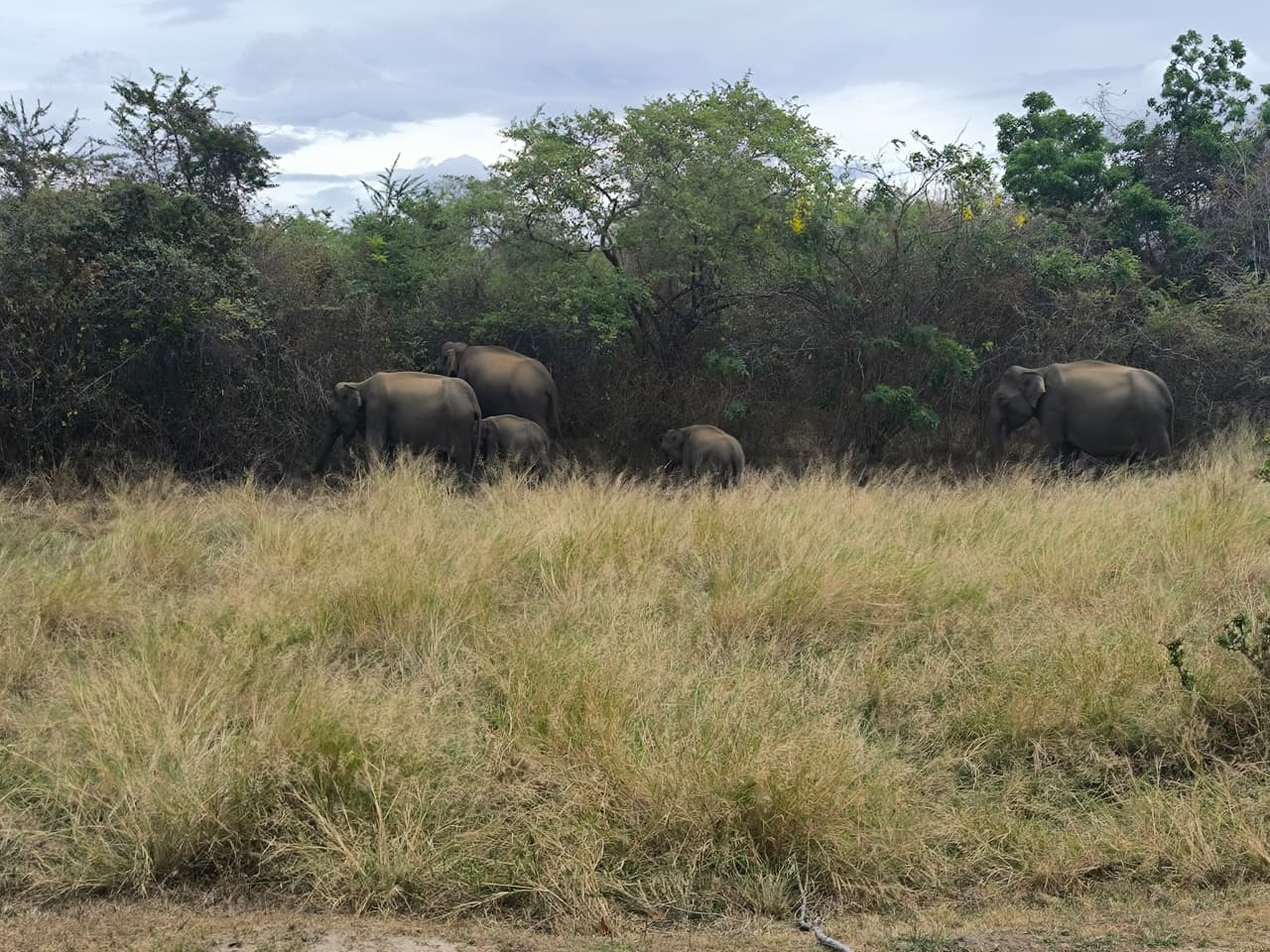 Udawalawe Safari
